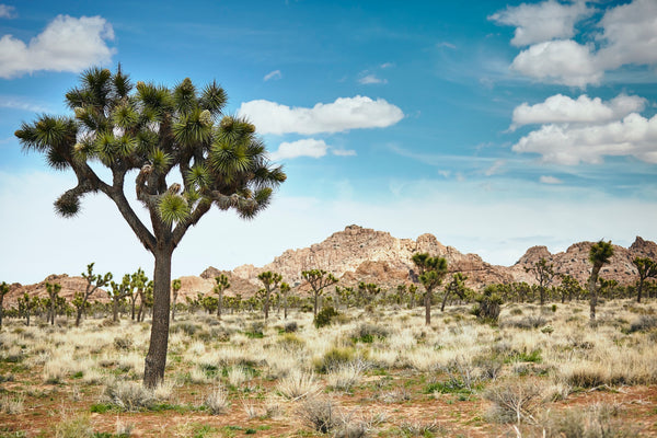 Preserving the Magic of the Mojave: The Inspiration Behind Our Desert Color Collection