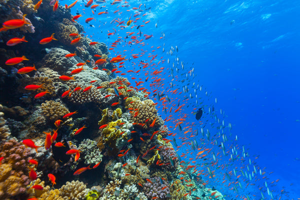 Helping Restore Coral Reefs Around the Globe: The Coral Reef Alliance