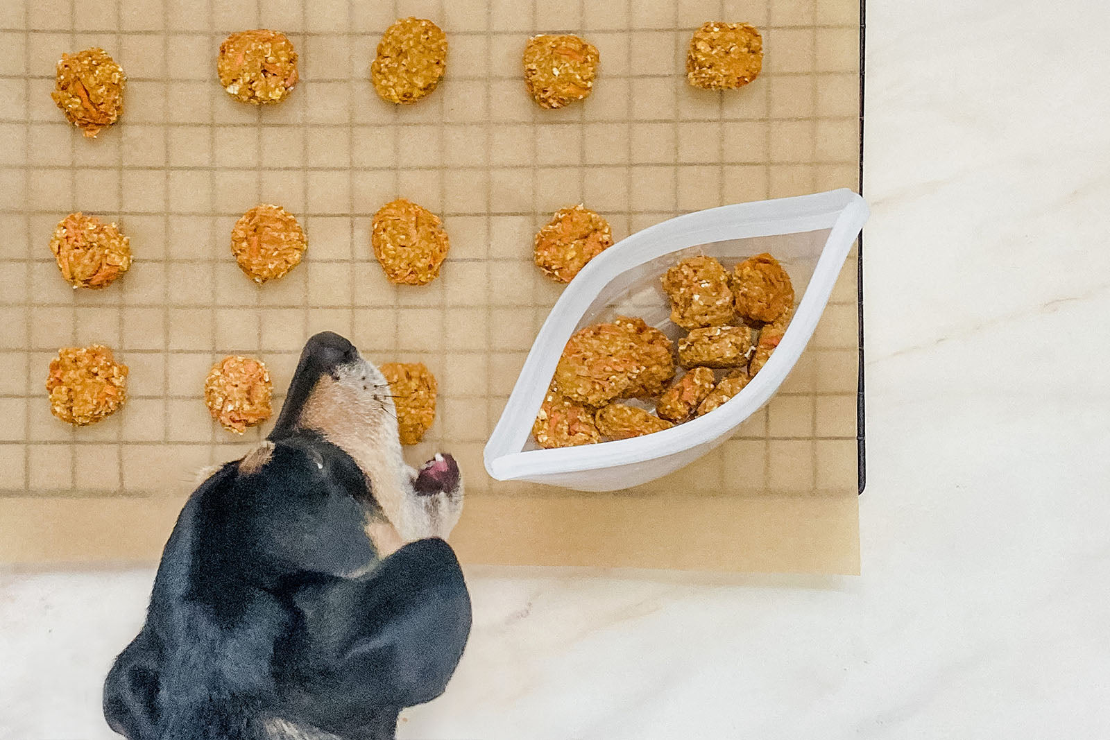 Tasty 4-Ingredient Homemade Dog Treats