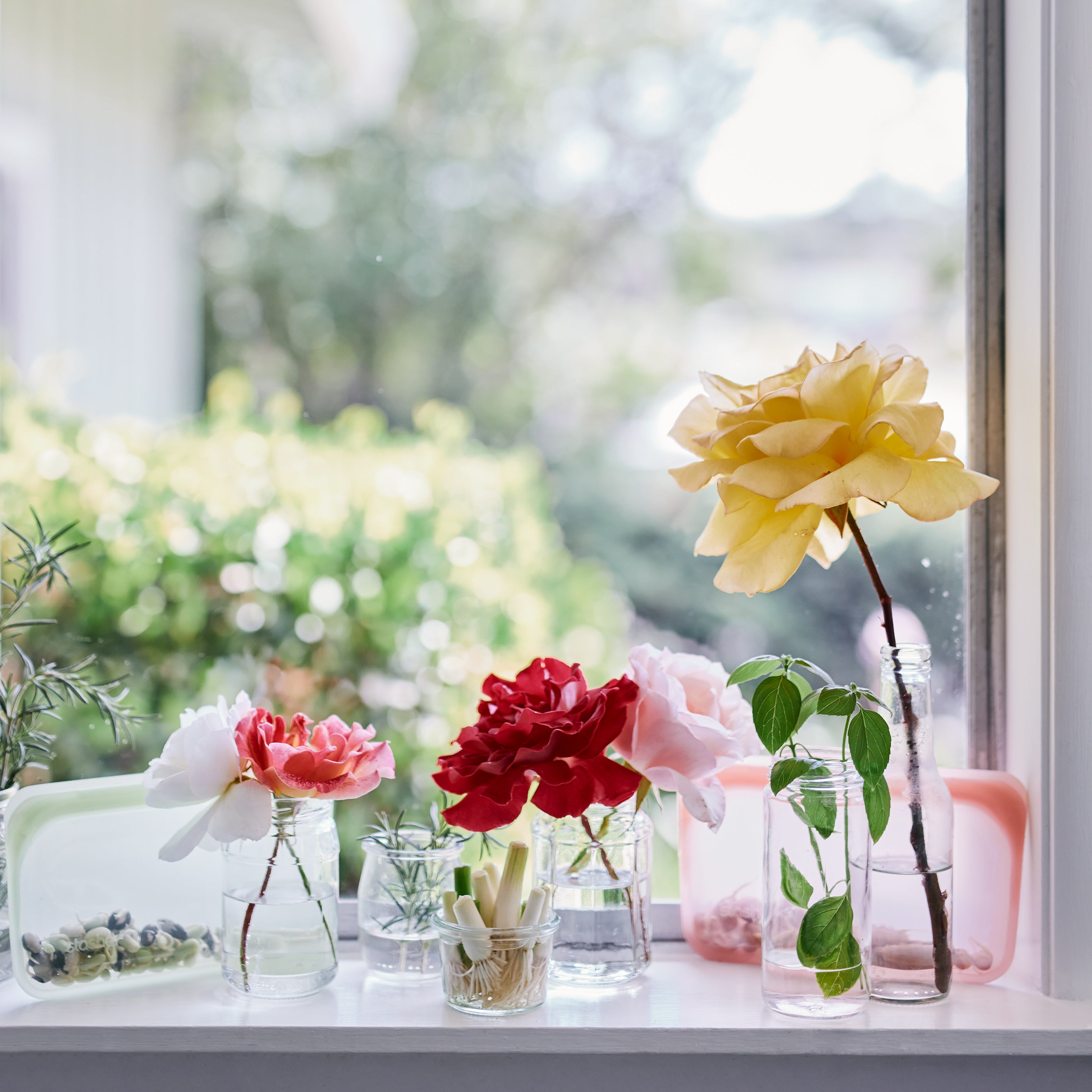 Zero Waste Countertop Gardening: Veggies You Can Regrow From Scraps